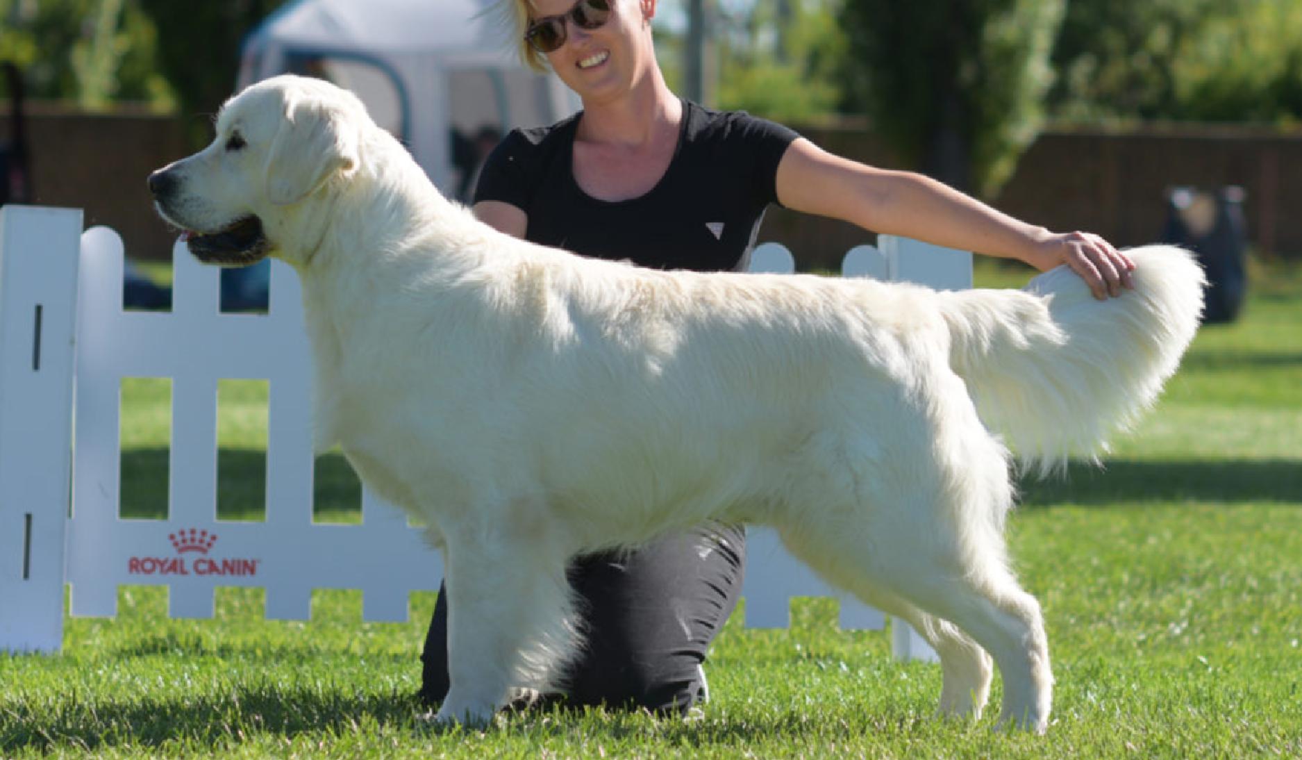 Leila's Sire: Apro Apro of Clear Passion Romanian JR. Champion, Romanian Sr. Champion, Romanian Grand Champion, Serbian Junior Champion, Hungarian Champion