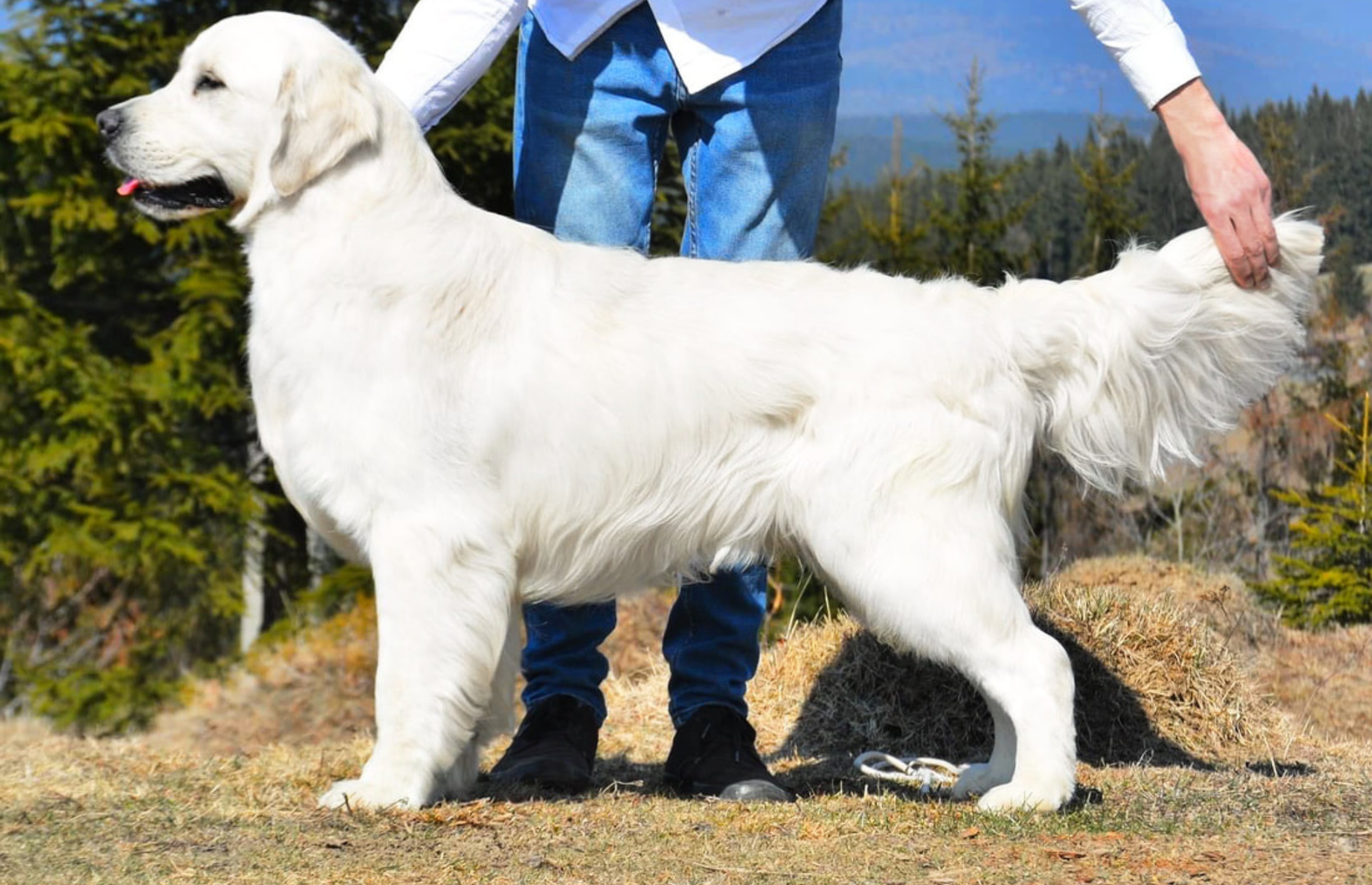 Leila's Grand Sire: BOND Simply Fabulous Of Clear Passion Romanian JR. Champion