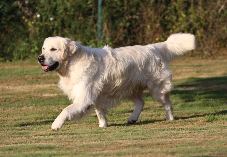 Bailey's Great Great Grand Sire: Eole Up And Go du Domaine des Rives de l'Erdre CACIB,CAC,CACS,RES.CAC,BOB.BIG-2
