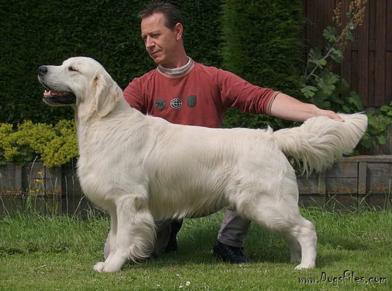 Queen's Grand-Sire: Pete WW`06, Dt JCh, Nl. & Dt. & Lux & Pl Ch Moondust Masterpiece Clubsieger 2005 & 2006 3 J.CAC, 24 CAC, 5 RCAC, 7 BOS, 8 BOB, BIS