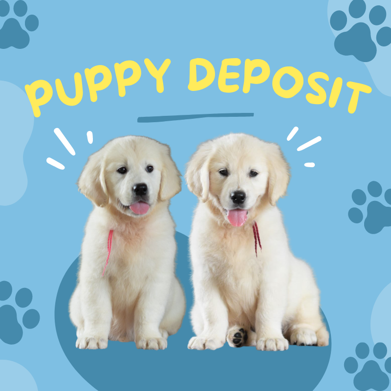 OC Goldens Puppy Deposit
