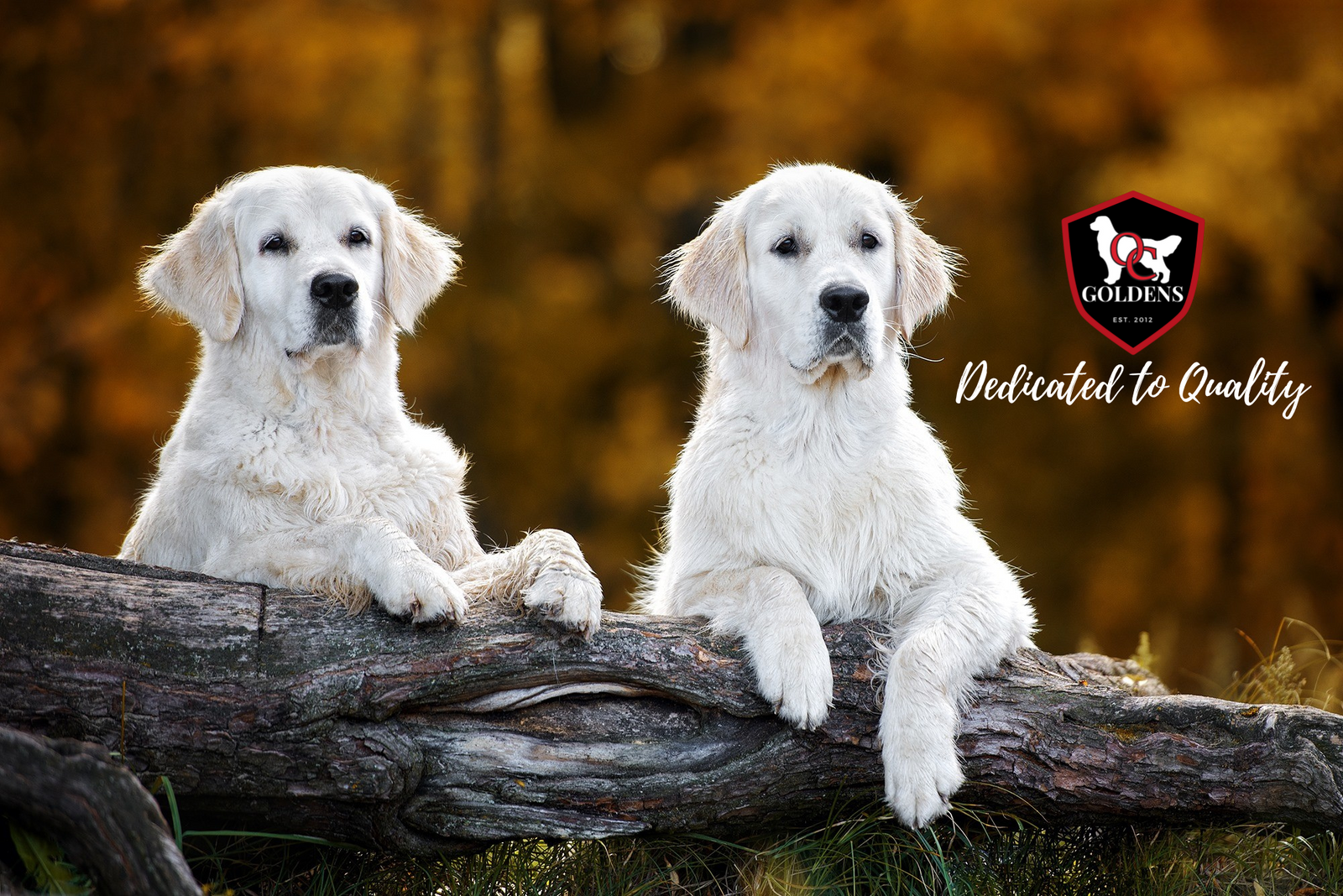 Why English Cream Golden Retrievers Are the Perfect Family Dog