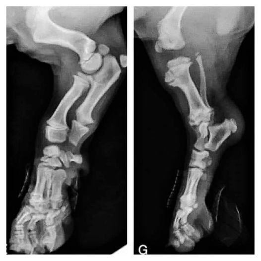 Golden Retriever puppy skeletal bones are not fully fused until 13mo of age.