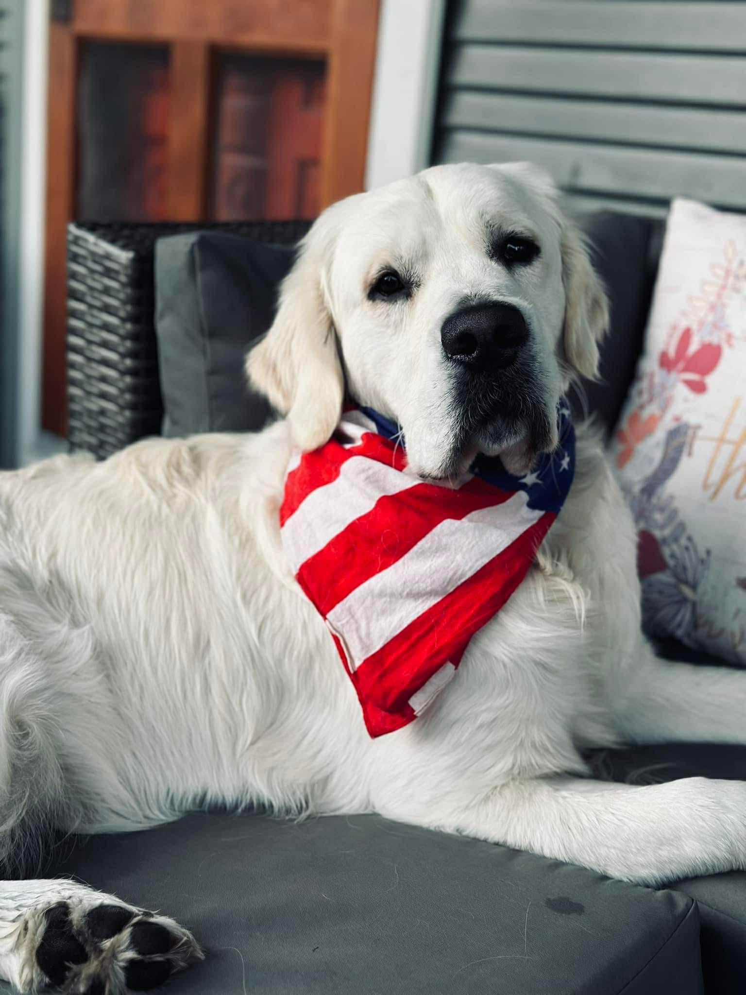 OC Goldens Recognized as one of the top English Cream Golden Retriever Breeders in the USA!