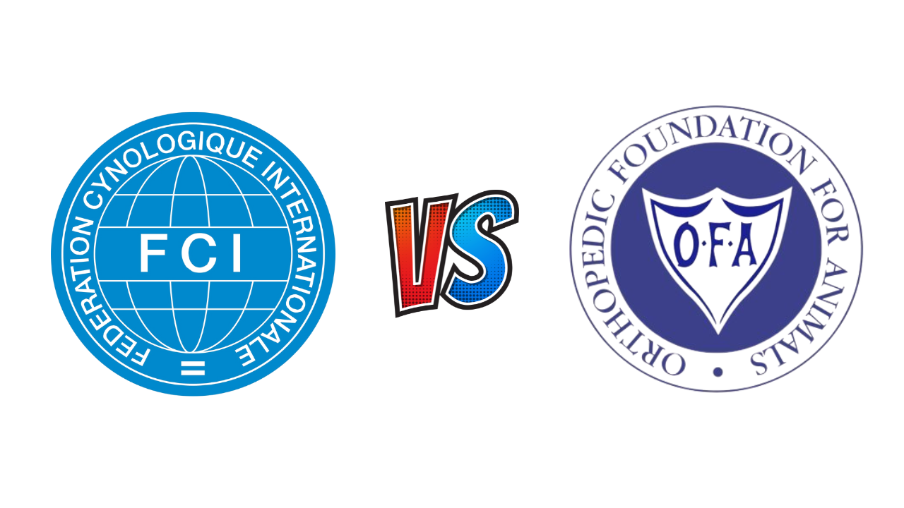 FCI vs. OFA Golden Retriever Health Testing in Hips & Elbows