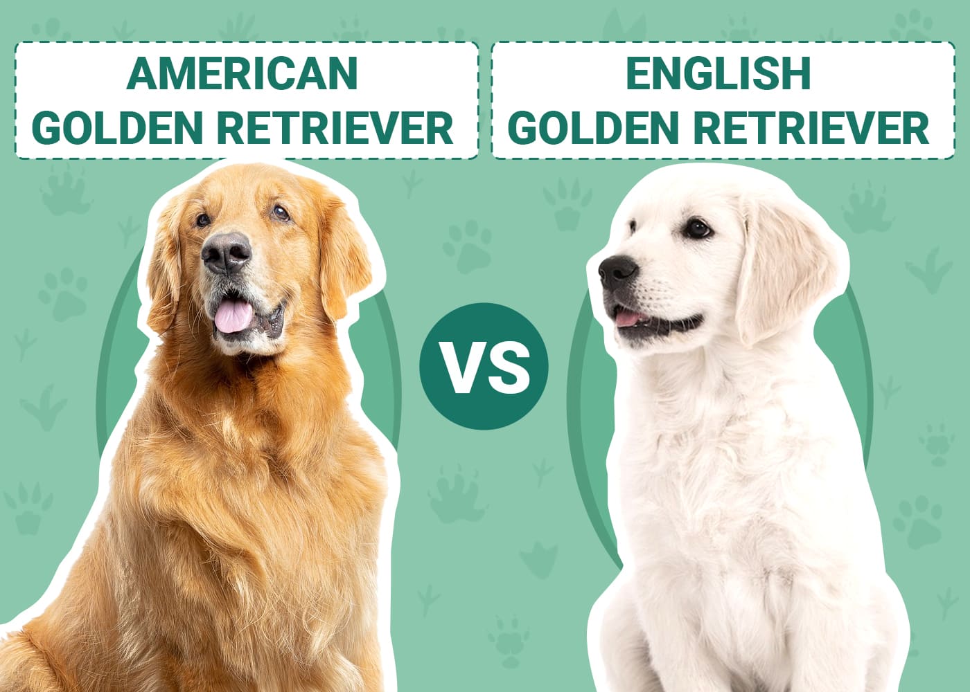 Differences between the American Golden & English Golden