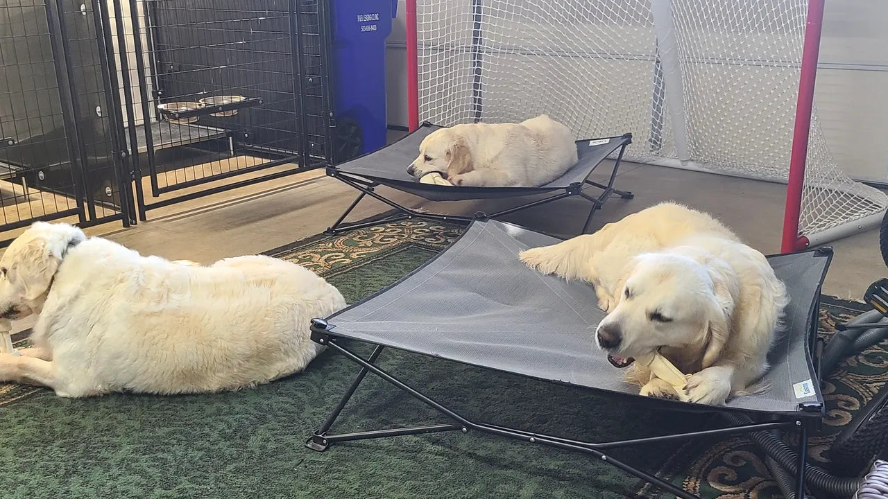 Snow Day in Oregon City so we sit inside and chew on bones...