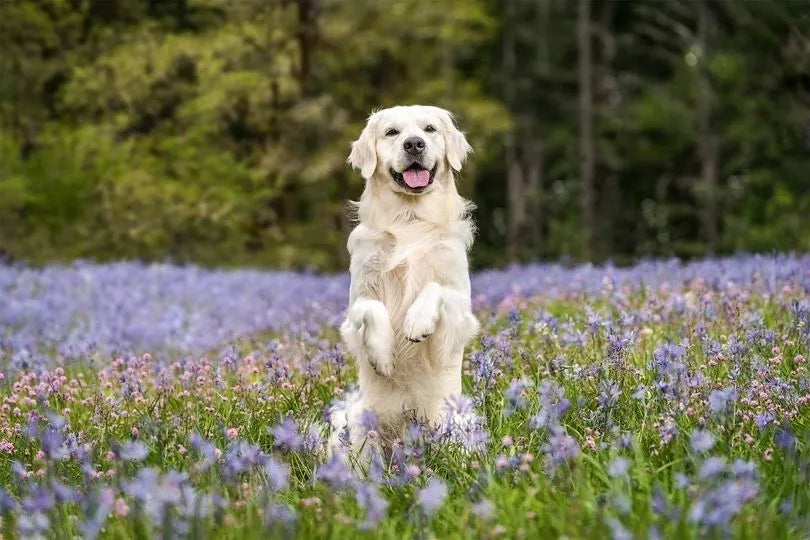 The Ultimate Guide to Grooming Your Golden