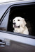 Puppy Car Sickness Tips