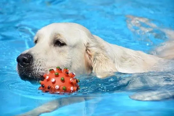 can golden retriever live in hot weather? 2
