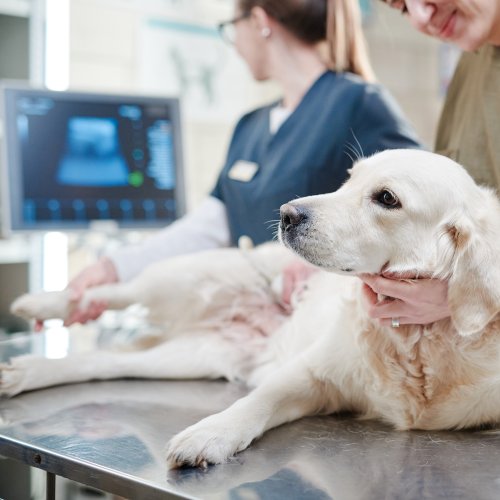 why is health testing English Cream Golden Retrievers important?