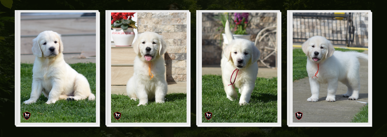 OC Goldens English Cream Golden Retriever Puppies Available