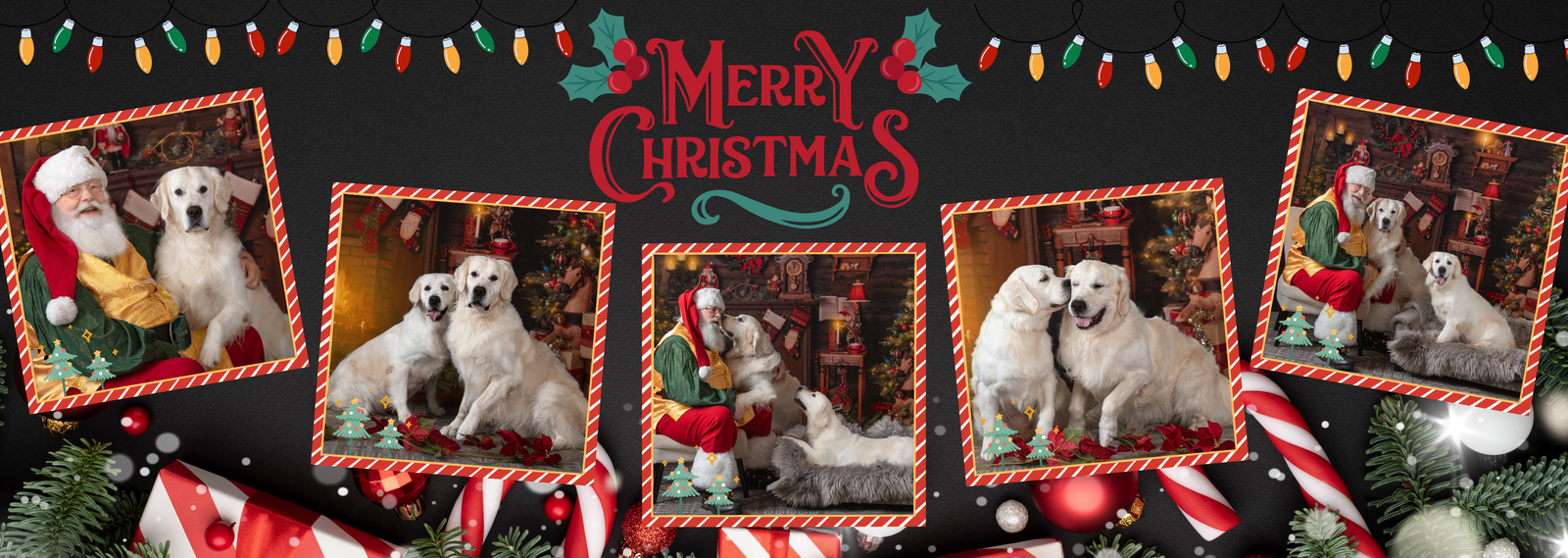 OC Goldens - English Cream Golden Retrievers
