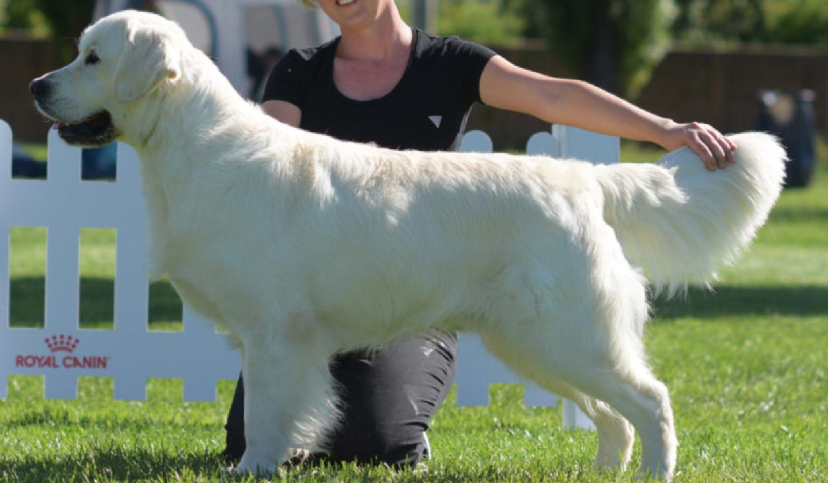 Leila's Sire: Apro Apro of Clear Passion Romanian JR. Champion, Romanian Sr. Champion, Romanian Grand Champion, Serbian Junior Champion, Hungarian Champion