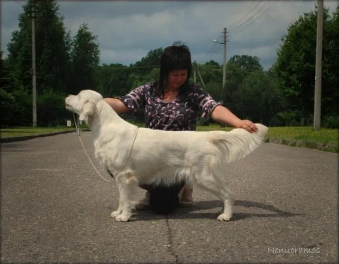 Abby's Grand Dam: Oli LT LV EST BALT PL Ch Milbu Zoom Delight for Nenuoramos 3 x CACIB, BALT W'14