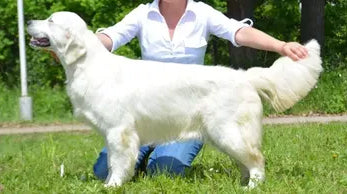Enzo's Dam: Savannah Romanian Junior Champion SAVANNAH OF CLEAR PASSION
