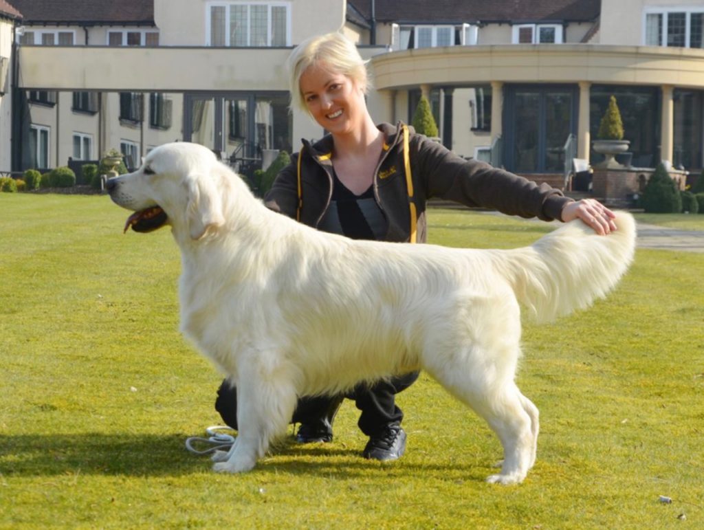 Queen's Grand-Sire: Lincoln Romanian JCh, Romanian CH, Serbian CH Moondust Highlander. CACJ,CAC,CACIB,Res.CACIB,BOB,BOS,BOG, Res.BOG