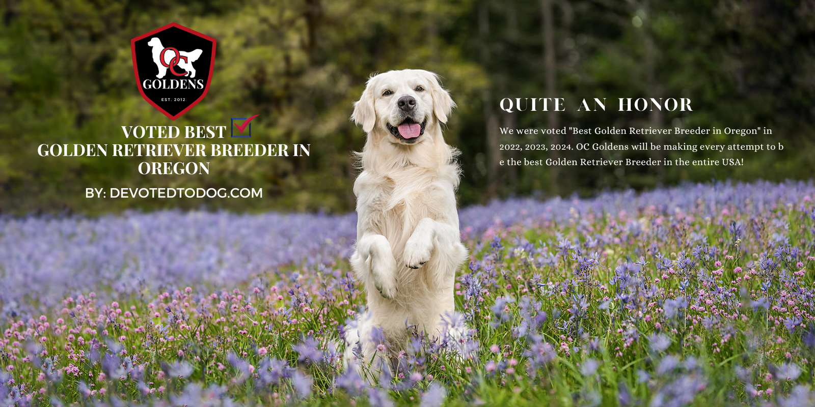 OC Goldens - English Cream Golden Retrievers
