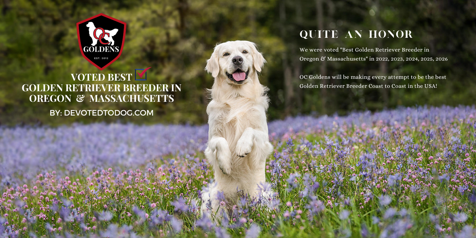 OC Goldens - English Cream Golden Retrievers
