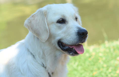Image for OC Goldens Girls