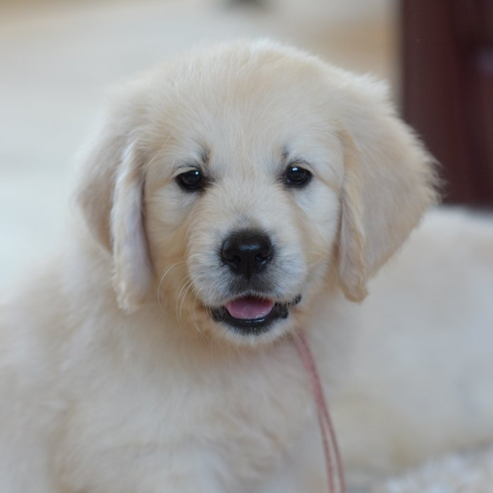 Puppy oc goldens