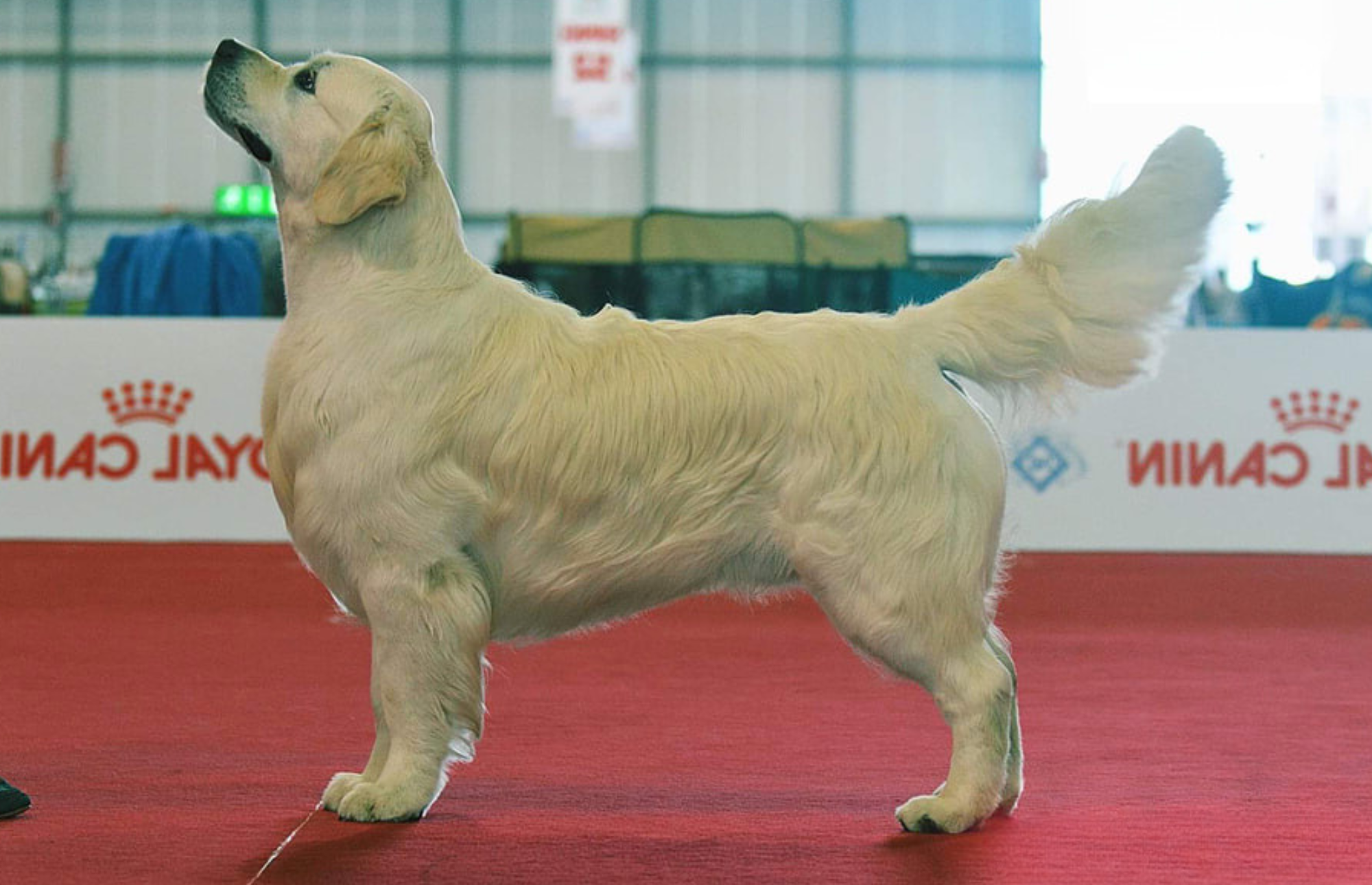 Leila's Great Grand Sire: Xavi Int.Ch, DtCh. PLCh, German Winner, Slo Winner, B.B. King Oligarchia J. German Winner