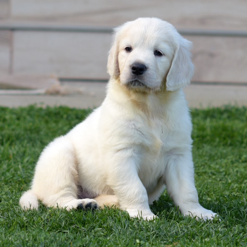 OC Goldens - English Cream Golden Retrievers
