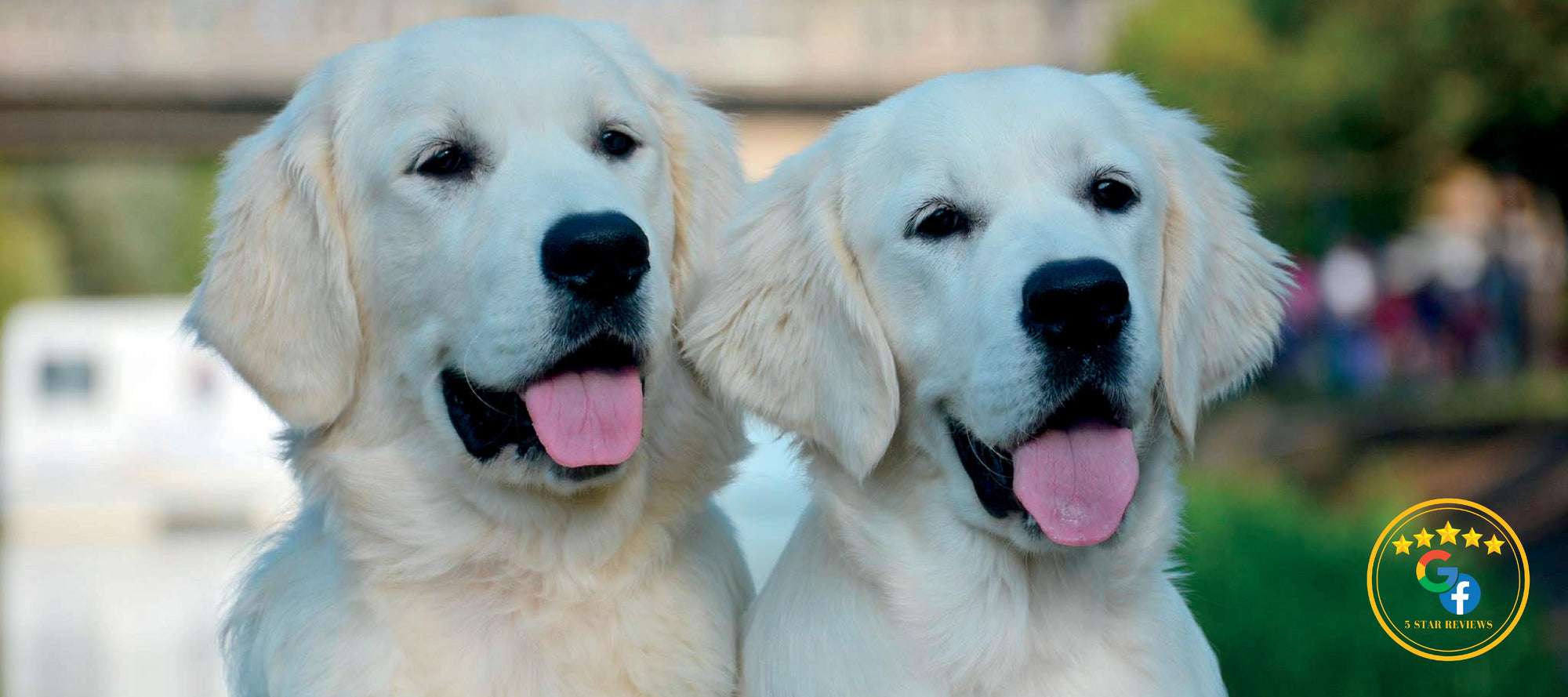 Welcome to OC Goldens