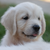 Puppy oc goldens