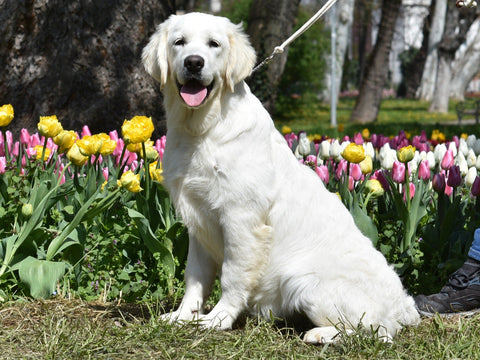 Image for OC Goldens Girls