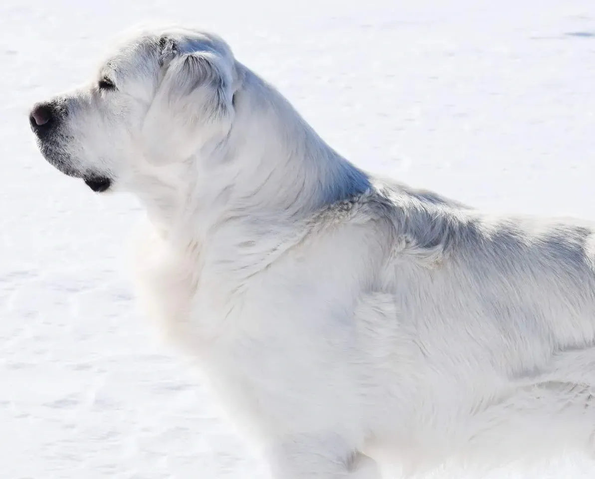 Buddy's SIRE: Moose JCH,2xJ.CAC Rus Pekos Antey Imported From Russia