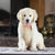 Puppy oc goldens