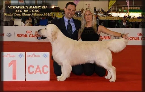 Buddy's Dam Sire: Jack Int Ch, C.I.E. Vestafjell's Magic Elf CIE, BOBP in WDS'14, CAC in WDS'15