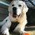 Oc goldens