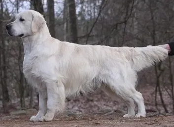 Abby's Grand Sire: Trigger SE U(U)CH DK CH(U) Dainty's Us Marshal