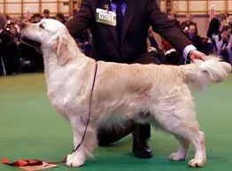 Buddy's Dam Great Grand Sire: Emil N UCH, SU(U)CH, SVCH, NV-07, NV-09 Jako's Nordic Charm CC & BOB at Crufts 2010 Most winning Golden Retriever in Norway-2007,2009