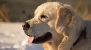 Buddy's Grand-Sire: Jasper RUS CH, CLUB CH,GRAND CH Rus Pekos Sky Jasper