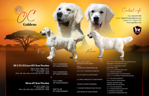 Image for Planned Litters