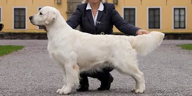 Enzo's Great Grand Sire: TOTTE C.I.E.-SEU(U)CH-DKCH(U)-NORDUCH-NUCH-EECH-LVCH Majik Zero To Hero