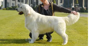 Abby's Great Grand Sire: Lincoln RoJCh, RoCH, SrbCH Moondust Highlander CACJ, CAC, CACIB, Res.CACIB, BOB, BOS, BOG, Res.BOG